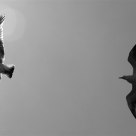 SEAGULLS